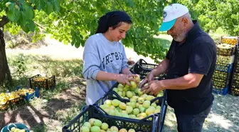 Iğdır'da Kayısı Hasadı: Mevsimlik İşçiler Ekmek Parası Kazanıyor
