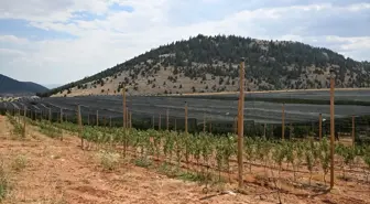 Meyve Ağaçlarını Sıcaklardan Koruma Yöntemleri