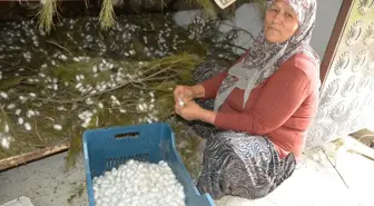 Muğla'da Anne Kız İpek Böceği Yetiştiriciliği ile Ekonomik Kazanç Sağlıyor