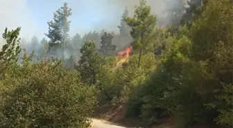 Muğla'da Orman Yangınına Müdahale Başladı