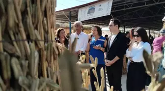 Gökova Altın Susamı Festivali'nde Hasat Coşkusu