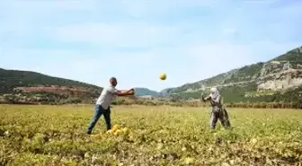 Karabağlar Yaylası'nda Kavun Hasadı Yapıldı