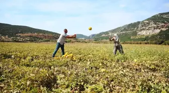 Karabağlar Yaylası'nda Kavun Hasadı Yapıldı