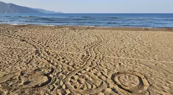 İztuzu Sahili'nde Caretta Caretta Yuvaları 300'e Ulaştı
