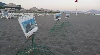 Caretta Caretta Yavruları Denize Kavuştu