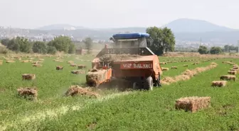 Muğla'da Üreticilere Ücretsiz Yem Bitkisi Desteği