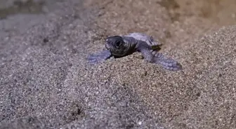 Ampute Deniz Kaplumbağasının Yavruları Denize Kavuştu