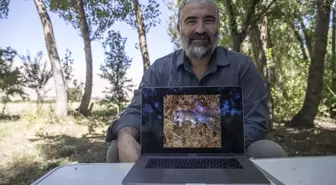 Yeni Bir Yediuyur Türü Keşfedildi: Anadolu Kayalık Yediuyuru