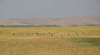 Muş Ovası'nda Leylekler Göçe Hazırlanıyor