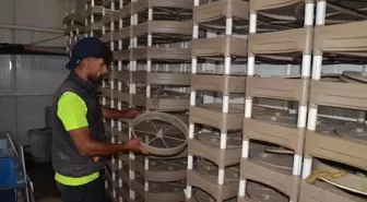 Muş'ta Yavru Balık Üretimi: 40 Milyon Kapasite