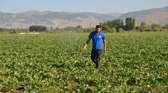 Muş'ta Şeker Pancarı Üretiminde Rekor Beklentisi