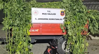Muş'ta Hint Keneviri Yetiştiricilerine Gözaltı