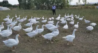 Muş'ta Kaz Yetiştiriciliği Projesi Başlatıldı