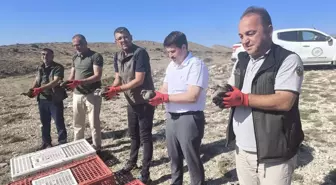 Nallıhan'da 200 Kınalı Keklik Doğaya Salındı