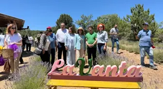 Nallıhan'da Lavanta Hasat Şenliği Düzenlendi