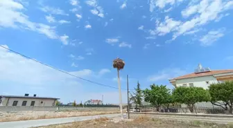 Leylek Ailesi İçin Elektrik Direği Değiştirildi