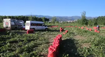 Tokat Niksar'da Kuru Soğan Rekoltesi 30 Bin Ton Bekleniyor