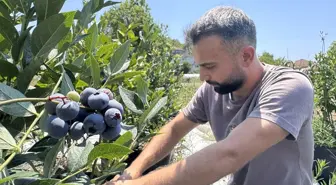 Psikolog Selçuk Kaymak’ın Yaban Mersini Yetiştirme Serüveni