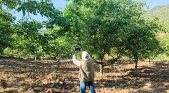 Oğuzlar'da Dondan Etkilenen Ceviz Bahçeleri İçin Hasar Tespiti Tamamlandı