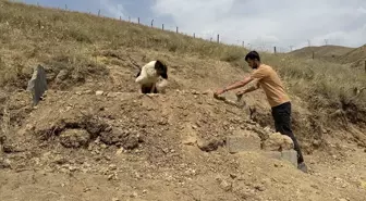 Sahibinin Mezarını Terk Etmeyen Sadık Köpek