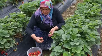Ordu'da Çilek Hasadı Sezonu Başladı