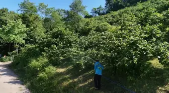 Ordu'da Fındık Verimliliği Projesi ile Kahverengi Kokarcaya Karşı Mücadele