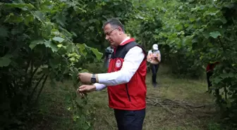 Ordu'da 2025 Fındık Rekoltesi Tespit Çalışmaları Başladı