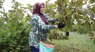 Ordu'da Fındık Hasadı Başladı