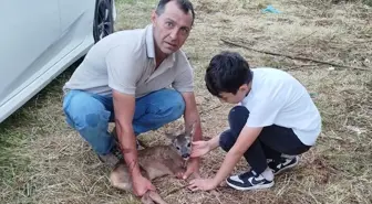 Ordu'da Yaralı Yavru Karaca Tedavi Altına Alındı