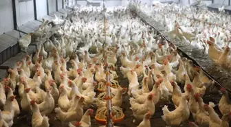 Ordu'da Yumurta Üretimi 45 Milyona Ulaştı