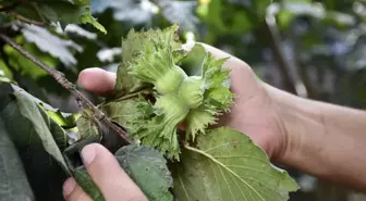 Orta ve Doğu Karadenizli fındık üreticileri hasada hazırlanıyor