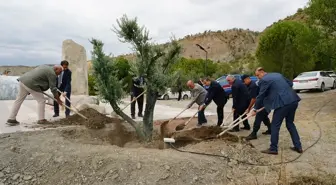 Osmancık'ta Asırlık Zeytin Ağaçları Dikildi
