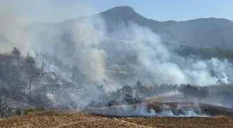 Osmaniye'de orman yangını çıktı