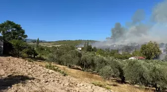 Osmaniye'de Zeytinlikte Yangın: Ekipler Müdahale Ediyor
