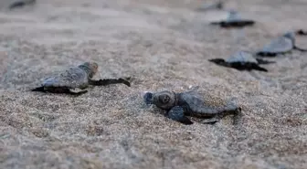 40 Bin 285 Yavru Deniz Kaplumbağası Denize Kavuştu