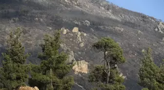 Pamukkale'deki Orman Yangını Kontrol Altına Alındı