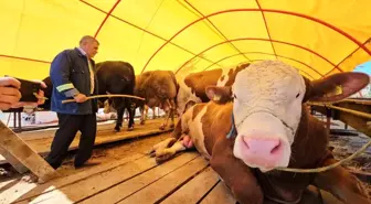 Kurban Bayramı Öncesi Hayvan Pazarı'nda Rekor Satış