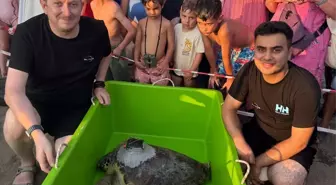 Türkiye'nin İlk Yerli Uydu Takip Cihazı ile Caretta Carettalar Korunuyor