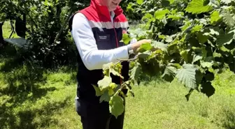 Rize'de Kahverengi Kokarca Zararlısına Karşı 50 Bin Samuray Arısı Doğaya Bırakıldı