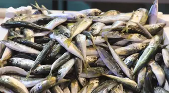 Rize'de Av Yasağı Sona Erdi, Balıkçılar Tezgahları Doldurdu