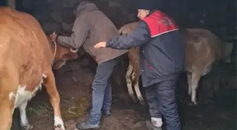 Rize'de Hayvanlara Şap Aşısı Uygulandı