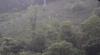Rize'de Çay Hasadı Bayram Öncesi Hız Kazandı