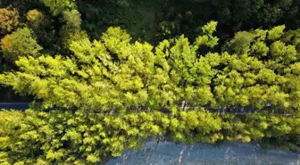 Safranbolu'daki Ağaç Tüneli, Doğa Turizmi ile Ziyaretçileri Ağırlıyor