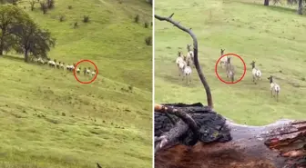 Sahibinin 'telef oldu' diye umudu kestiği eşek, 4 yıl sonra böyle görüntülendi