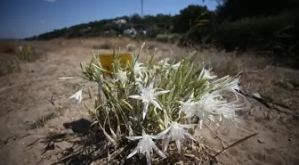 Çanakkale'de Kum Zambakları Koruma Altında