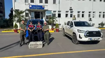 Sakarya’da Yaban Ördekleri Koruma Altına Alındı