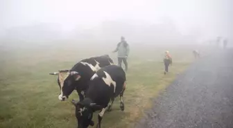 Hendek'te Besiciler Geleneksel Yayla Göçünü Gerçekleştirdi