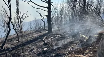 Sakarya'da Fındıklıkta Başlayan Yangın Ormana Sıçradı