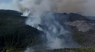 Sakarya'nın Taraklı İlçesinde Orman Yangını Kontrol Altına Alınıyor