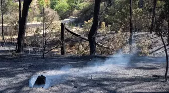 Sakarya'daki Orman Yangınında Soğutma Çalışmaları Devam Ediyor